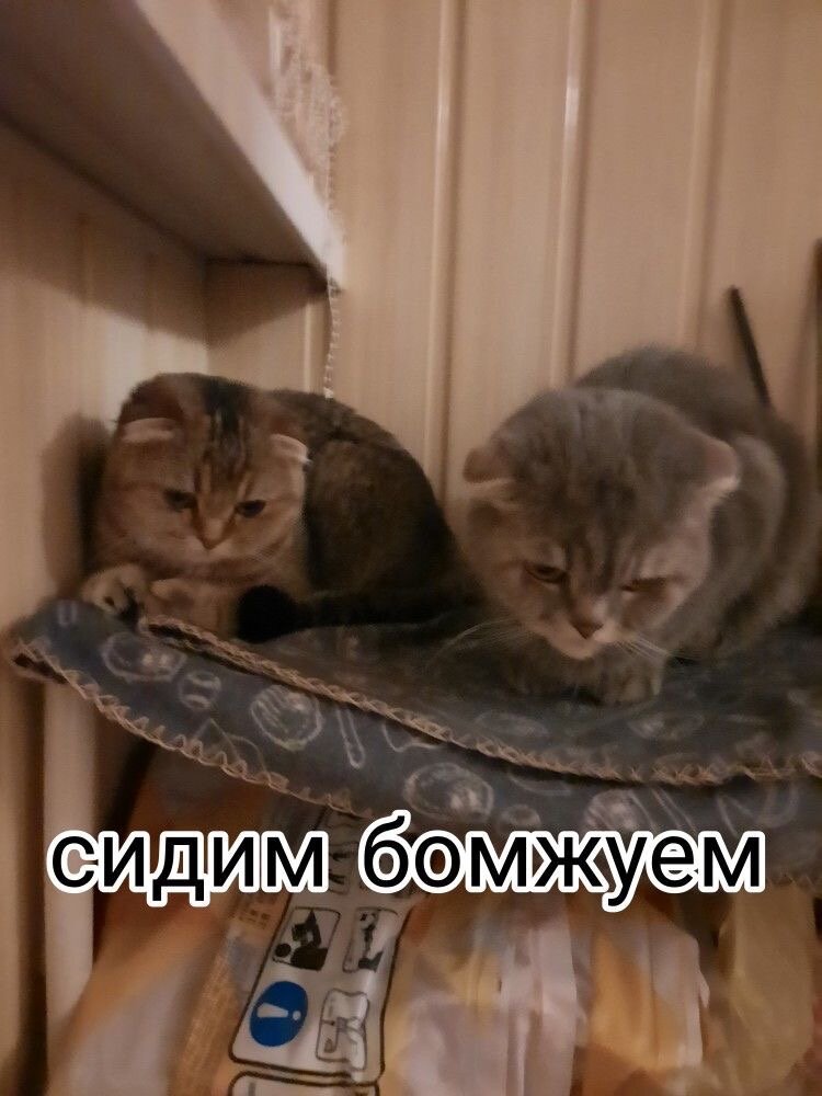 Картинка шуточная