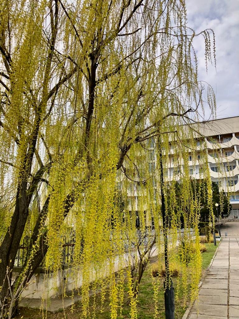 Весна в Крыму
