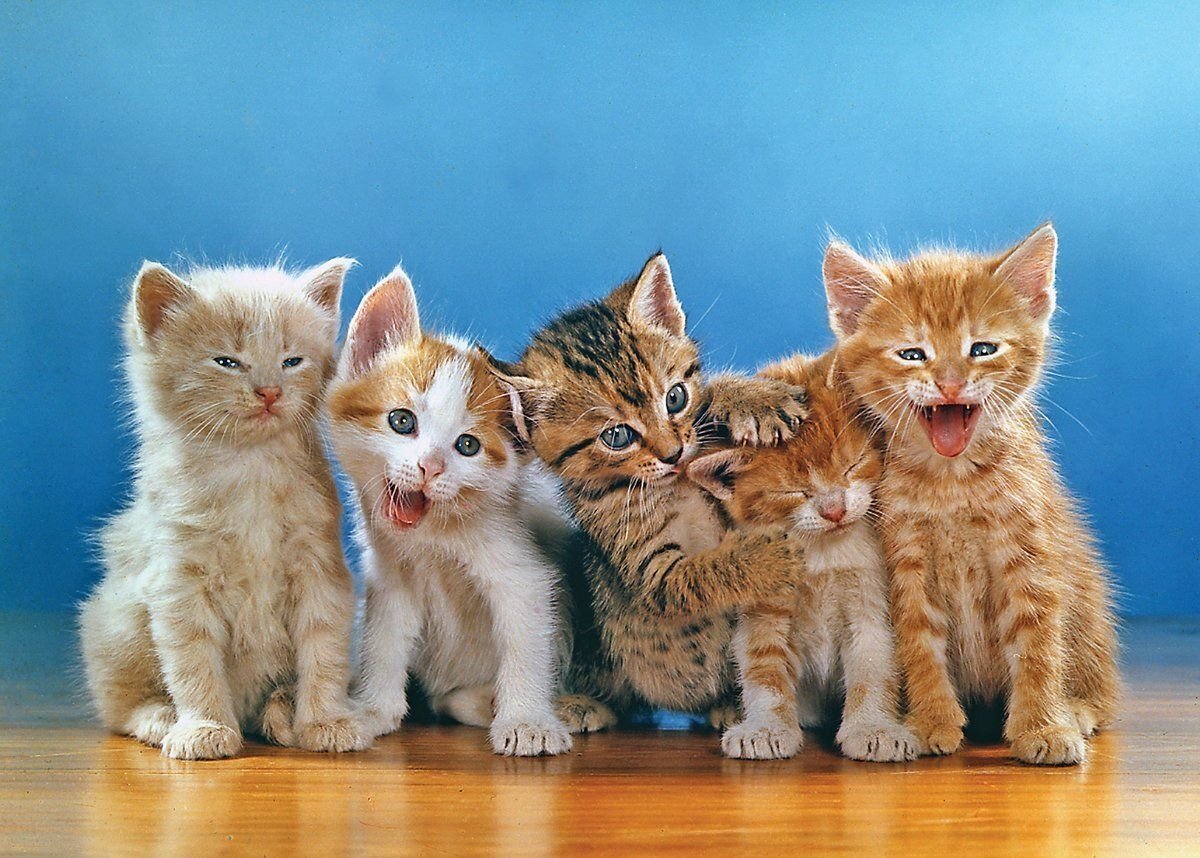Котята разных пород. Разноцветные котята. Много котят. Пять котят. Котята 5 играть