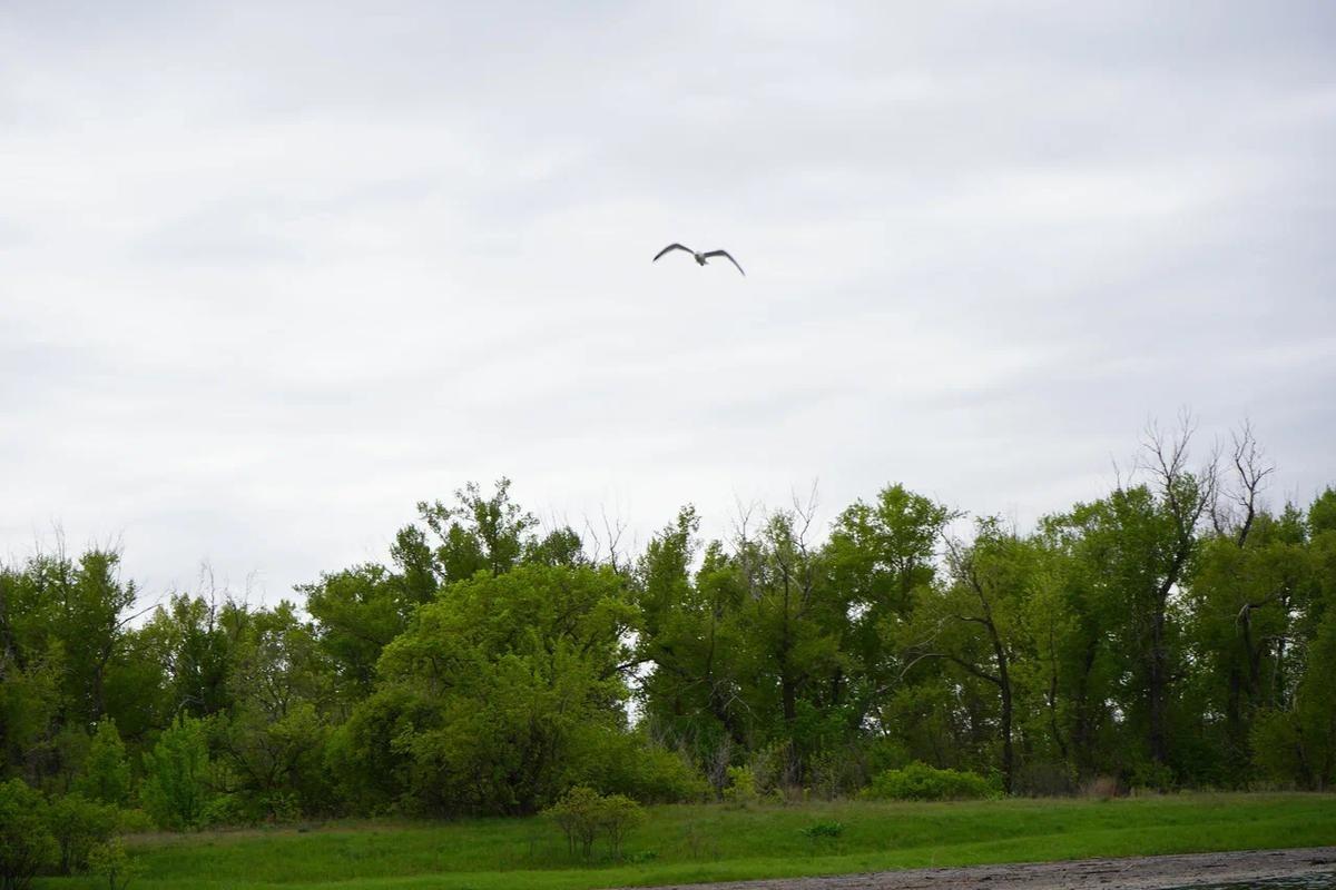 Волго-Ахтубинская пойма. Авторское фото волгоградского ученого и фотографа Елены Попковой: https://www.saatchiart.com/account/artworks/1599809