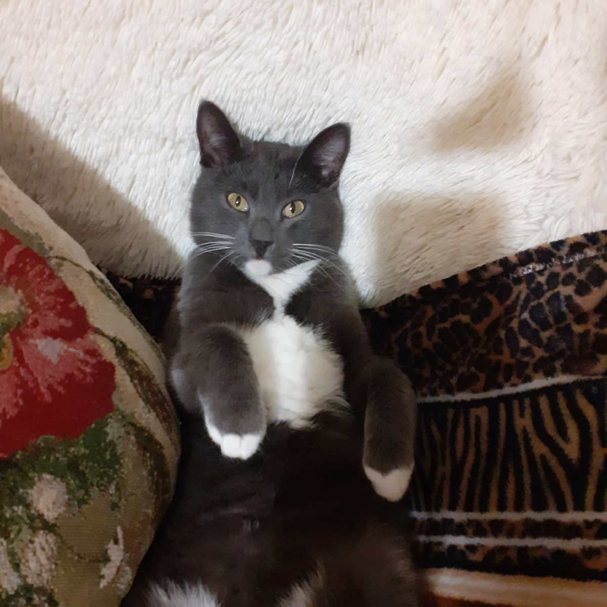 Котики бусики. Кот бусик. Кот бусик. И сколько кот его зовут бусик. Кот бусик.