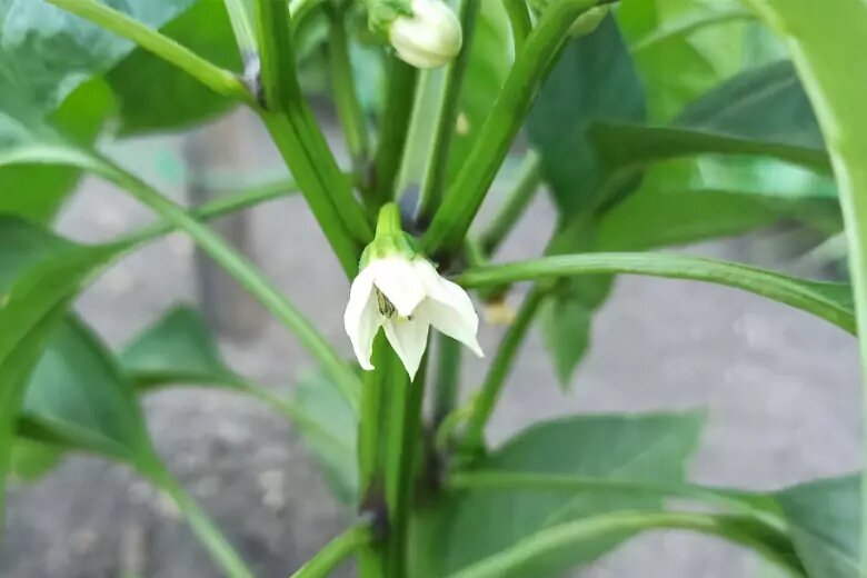 Дачный эксперт объяснил, зачем удалять коронный цветок на перцах ...