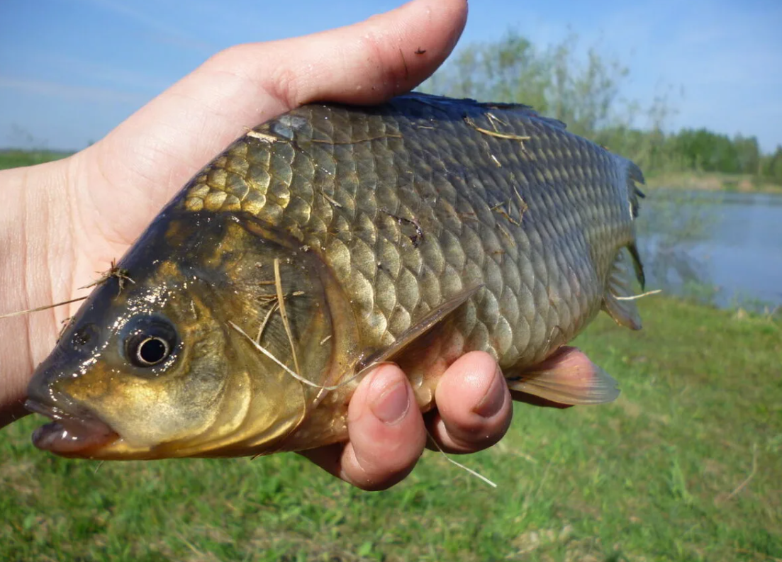 Карась. Источник фото klev26.ru