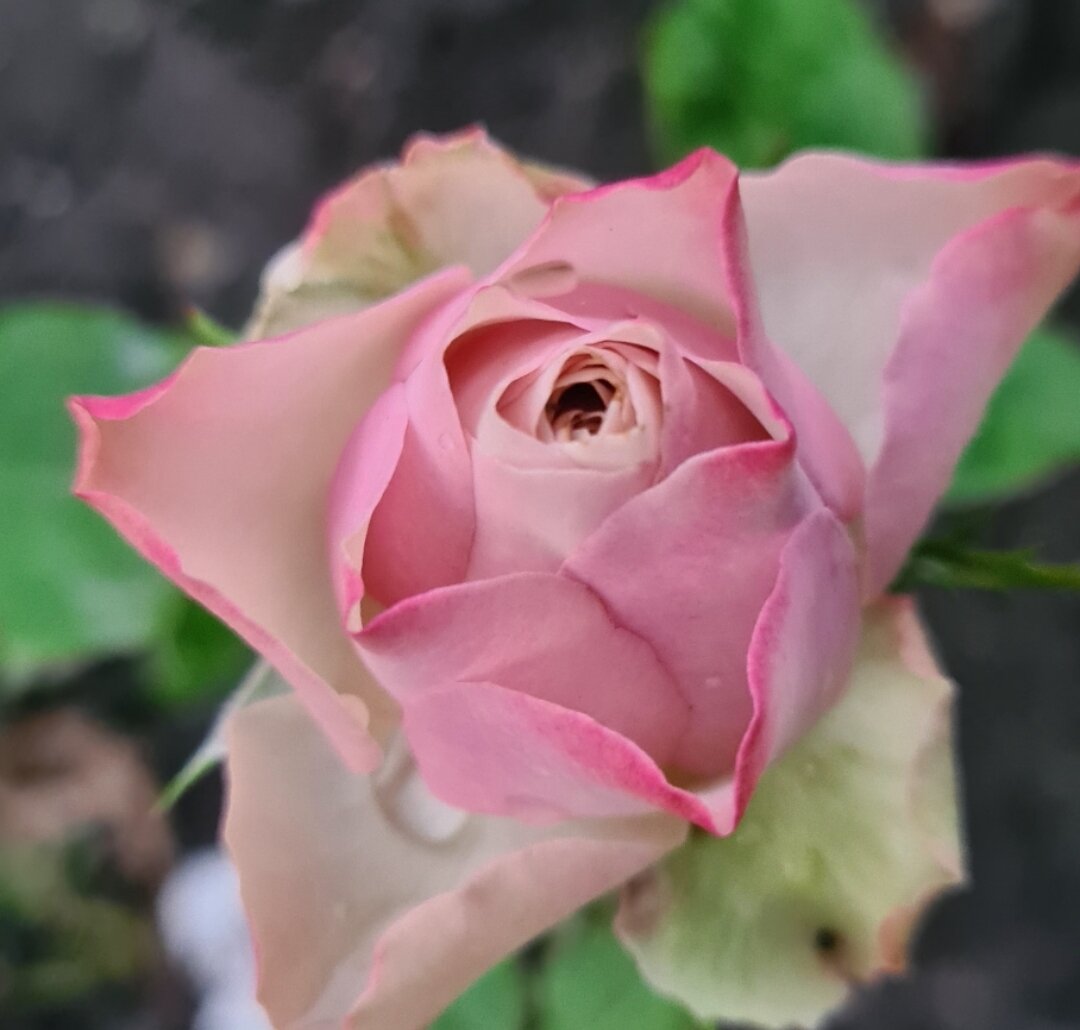 Бурбон Стрит