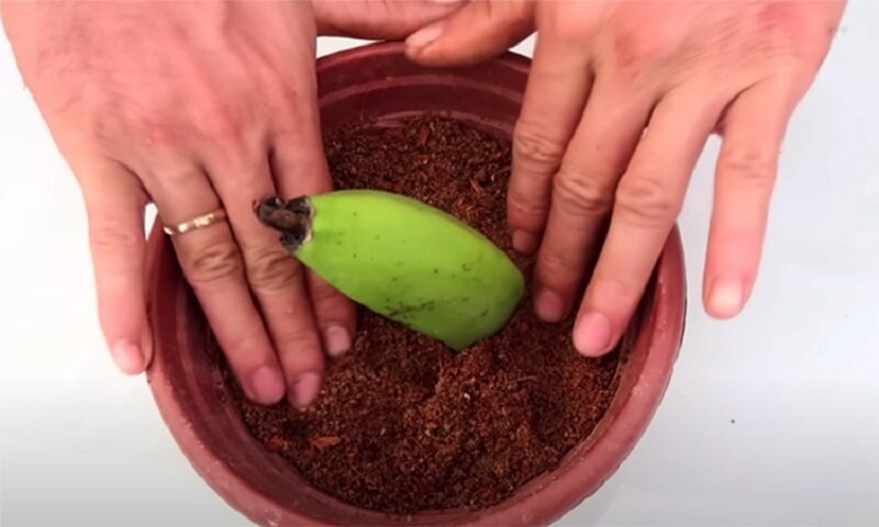 Выращиваем дома настоящую банановую пальму необычным способом 