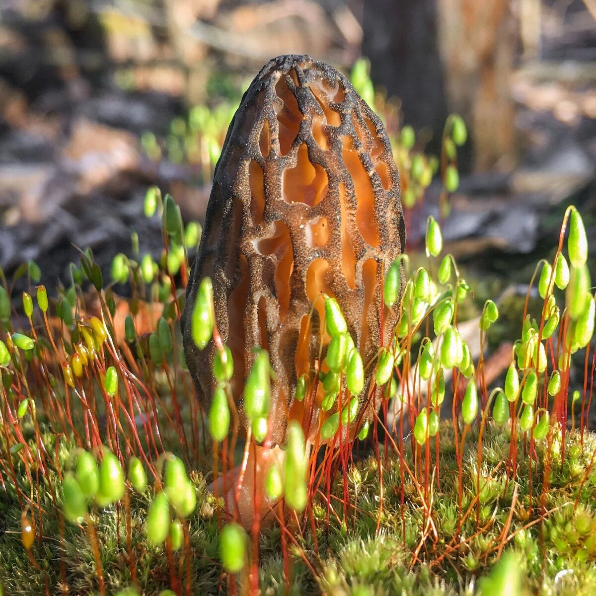 Сморчок. Фото автора. 