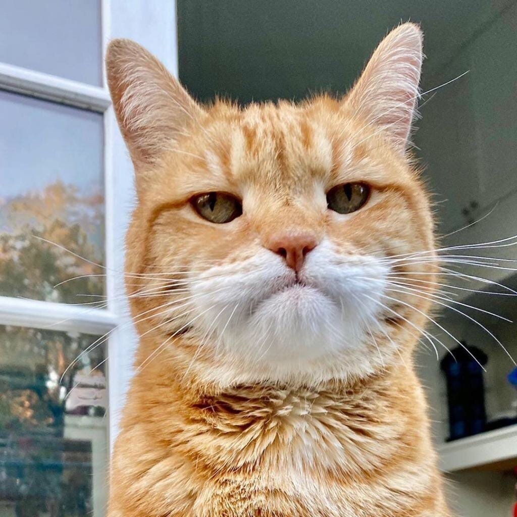 Самый старый кот