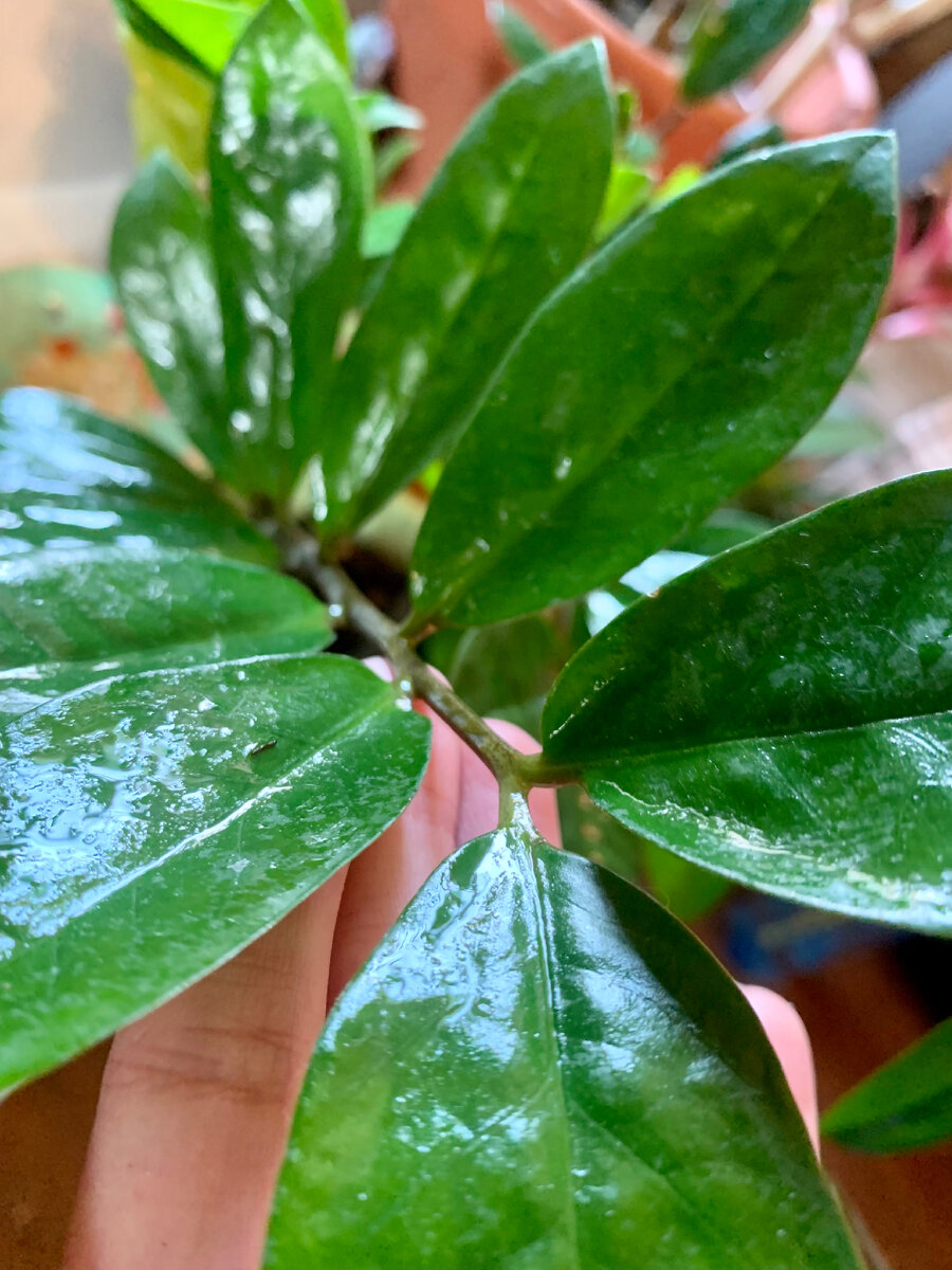 Замиокулькас 