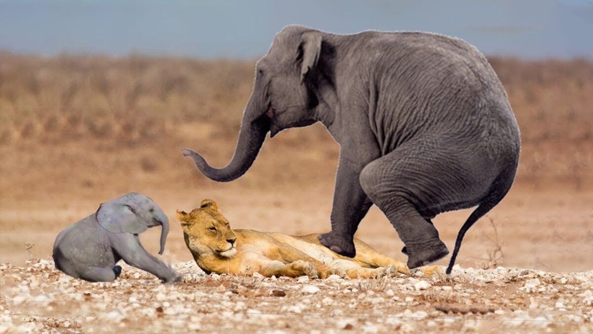 Слононок спасен