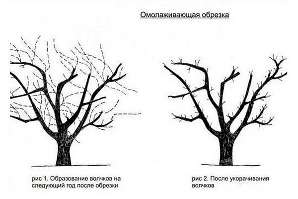 Как правильно обрезать орех. Схема обрезки грецкого ореха. Обрезка грецкого ореха осенью. Схема обрезки грецкого ореха весной. Формирование кроны грецкого ореха схема.