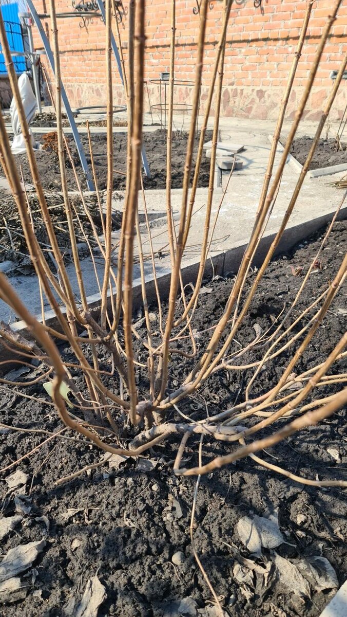 Метельчатая гортензия Лайм Лайт перед обрезкой