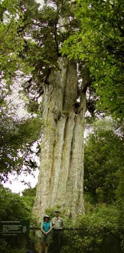 Подокарп тотара (Podocarpus totara) - самый мощный из подокарпусов.