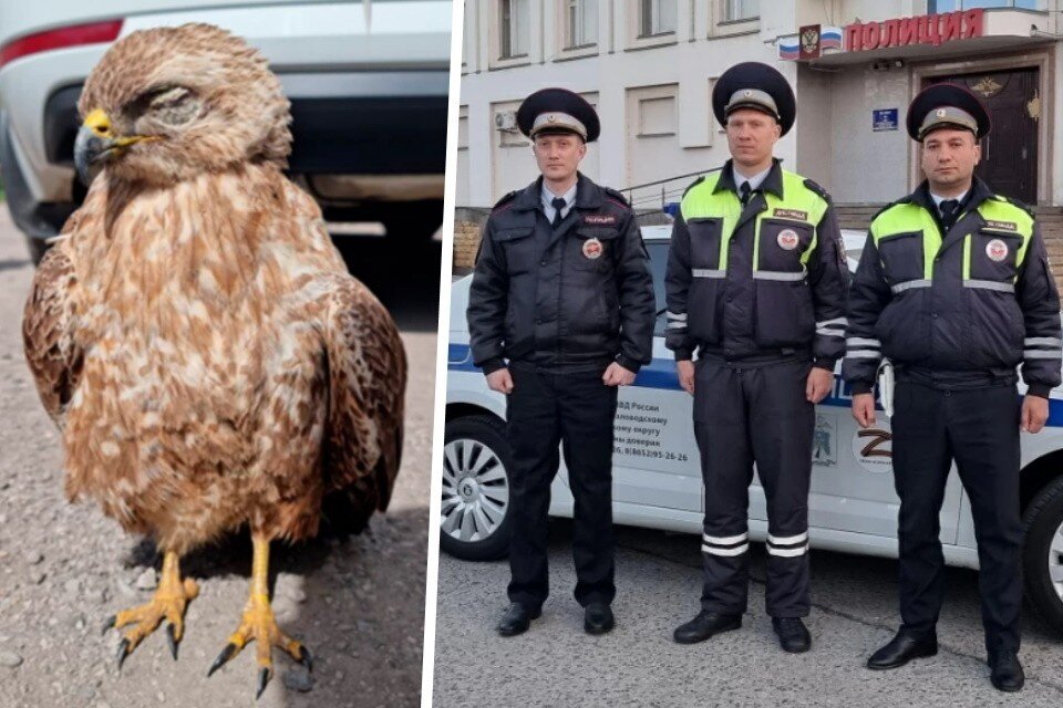    Фото: ГУ МВД по Ставропольскому краю