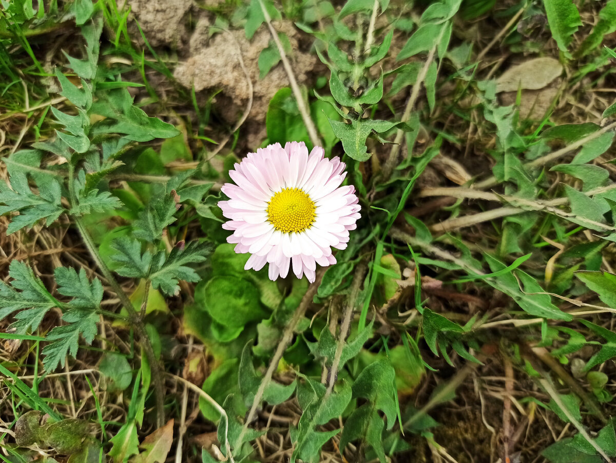 Фото автора. Первая маргаритка