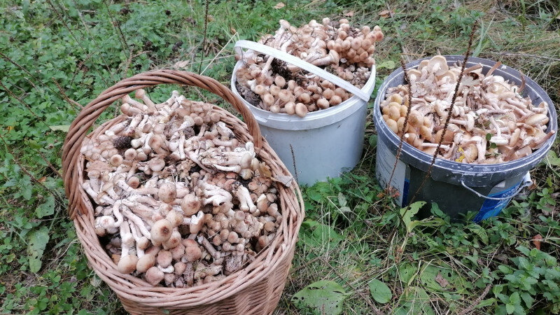     Большой урожай грибов Грибники Барнаула и Алтайского края