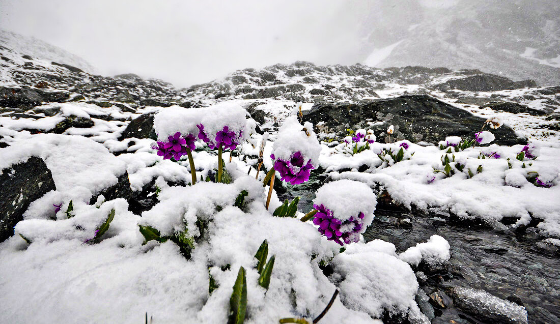 Снежная сказка.