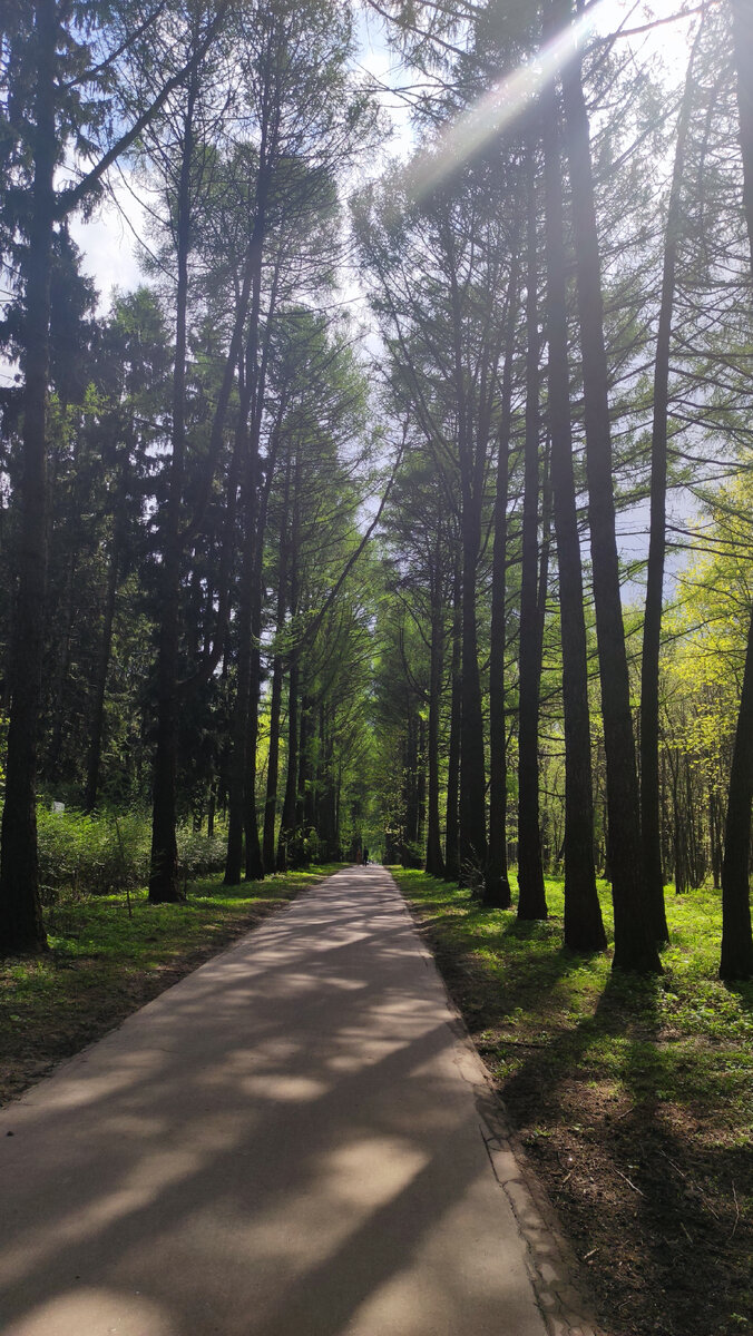 В парке много аллей. Туя, сосны, клёны и тд