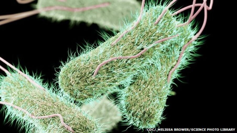 Бактерия сальмонела Salmonella typhi. Вызывает тиф.