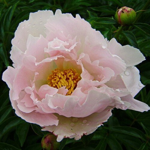 Paeonia lactiflora Miss America