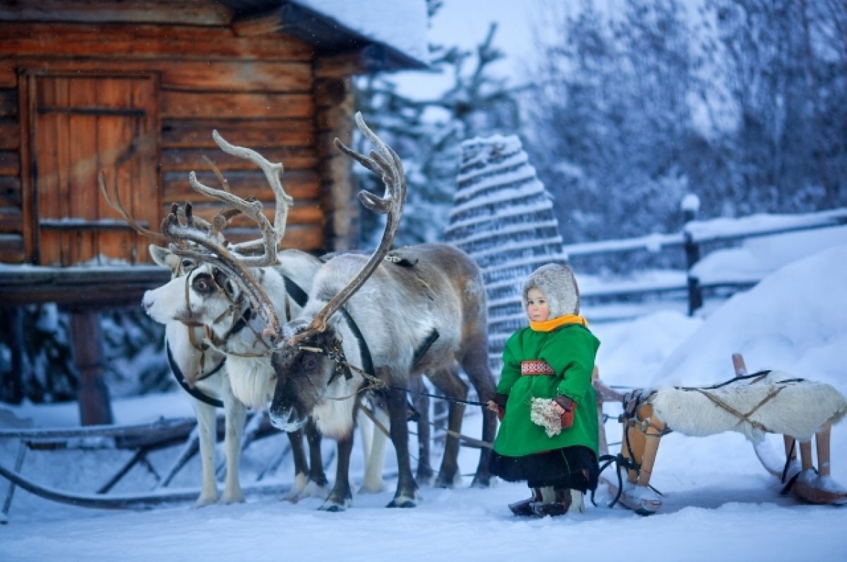    Ямальские Бемби. Как новорожденные оленята выживают в тундре?