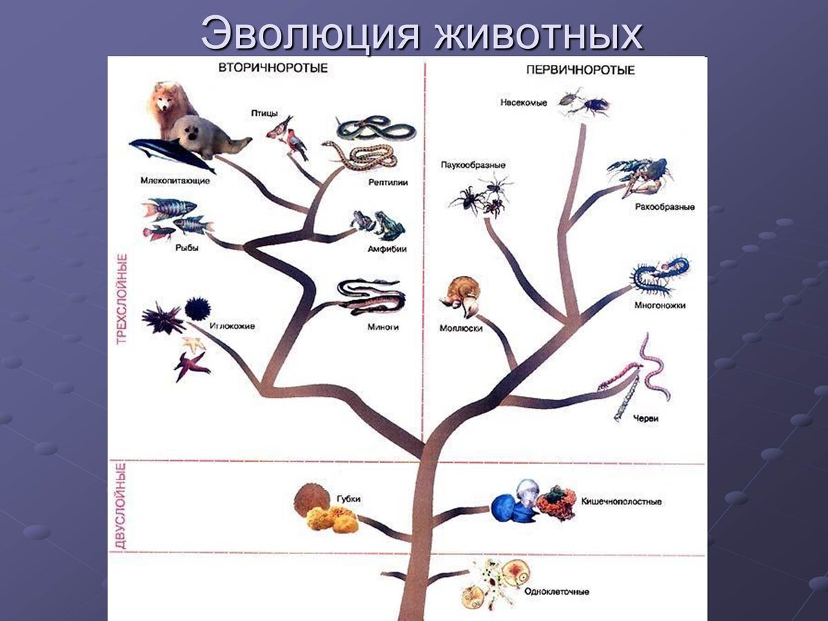 Схема эволюционного развития животных
