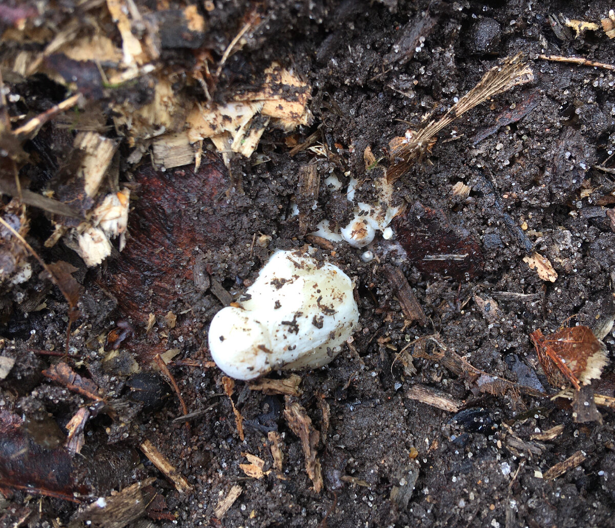 Тут немного лучше видны мелкие грибы….