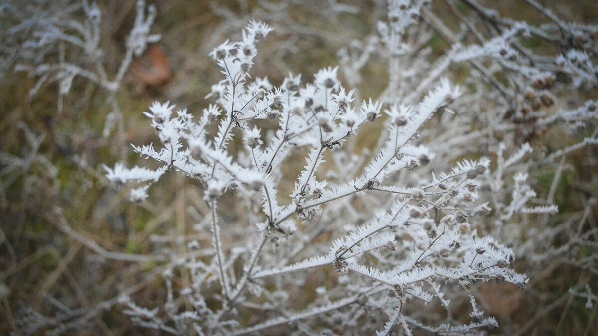     К выходным в Нижегородской области похолодает. Ночами возможны заморозки. Об этом NewsNN рассказала начальник отдела метеопрогнозов ФГБУ «Верхне-Волжское УГМС» Ольга Мокеева.