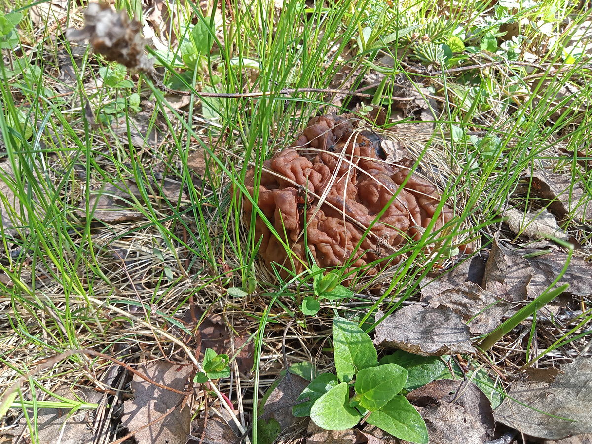 Ай, нет, это не то, что вы подумали - это гриб сморчок. Или строчок?