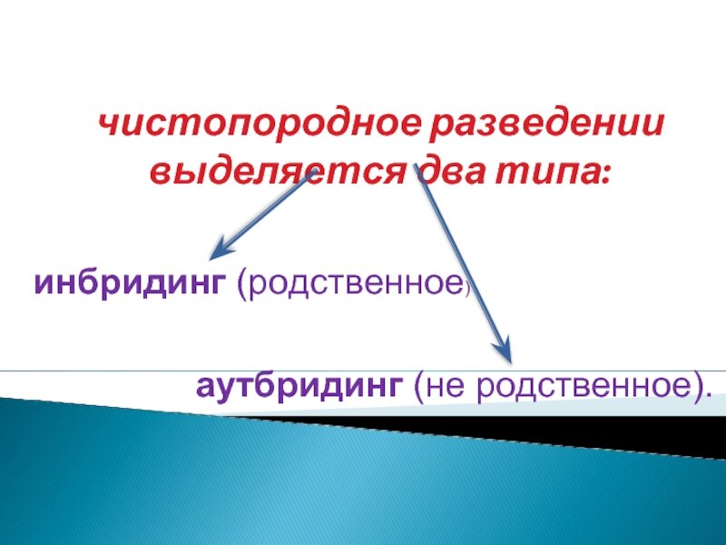 Чистопородное разведение – когда спаривают производителей и маток, принадлежащих кодной породе.