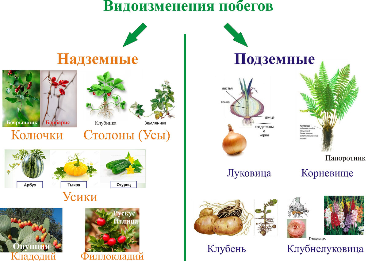 3. Луковичные растения \ КонсультантПлюс