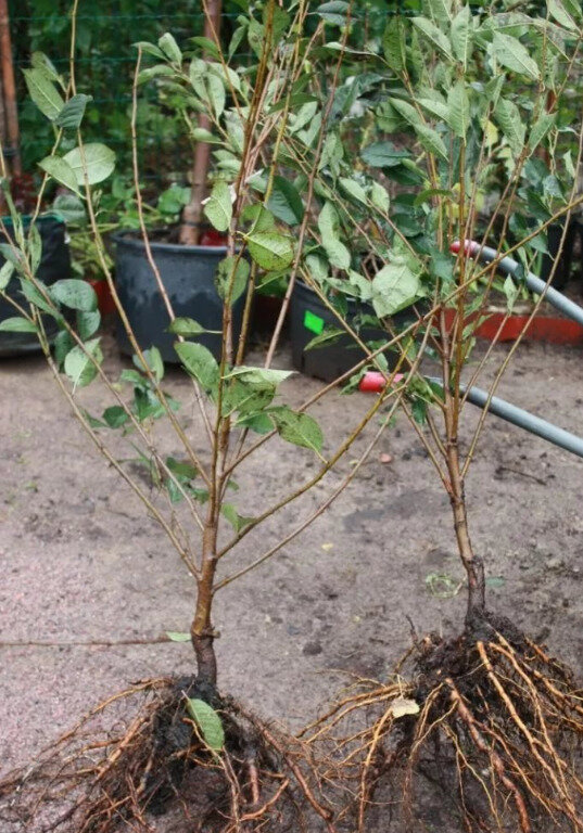Саженцы вишни с ОКС сажают в открытый грунт в апреле. 