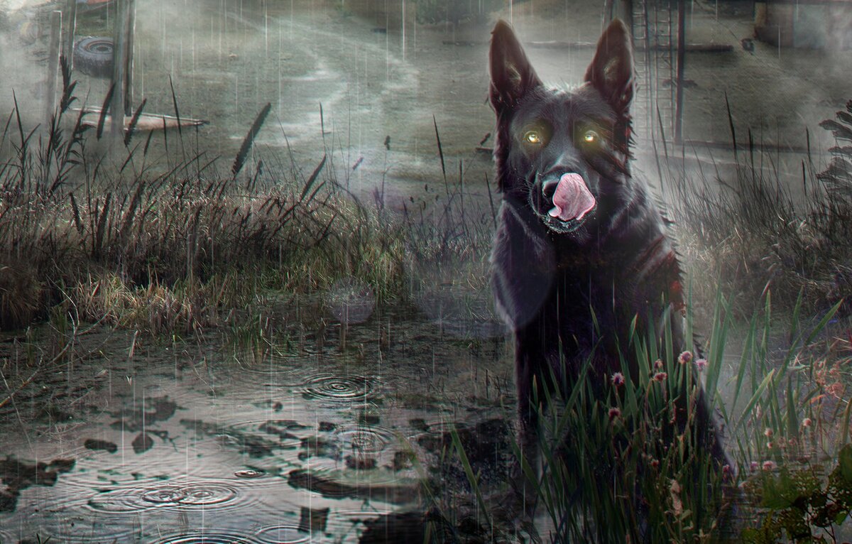 https://img5.goodfon.ru/wallpaper/nbig/5/a8/arina-zhanzhora-by-arina-zhanzhora-a-dog-stalker-stalker-pri.jpg