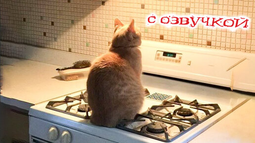 Приколы с котами! Смешная озвучка животных! СМЕШНЫЕ КОШКИ И ДРУГИЕ ЖИВОТНЫЕ!