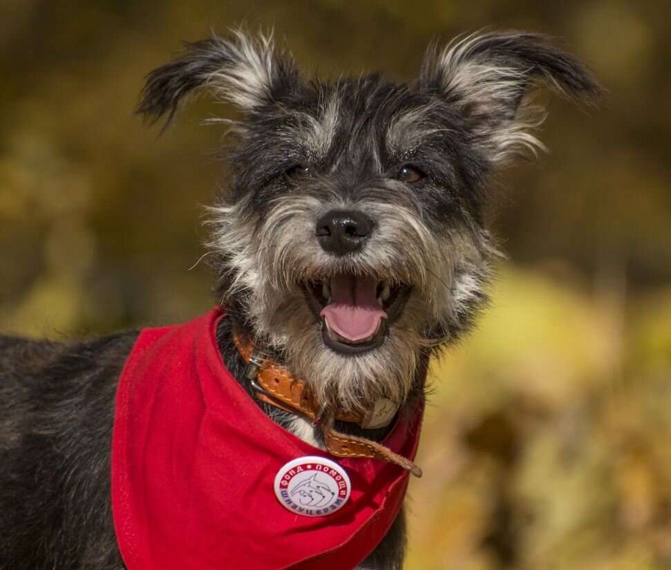 На фото Стеша - бывшая подопечная нашего Фонда