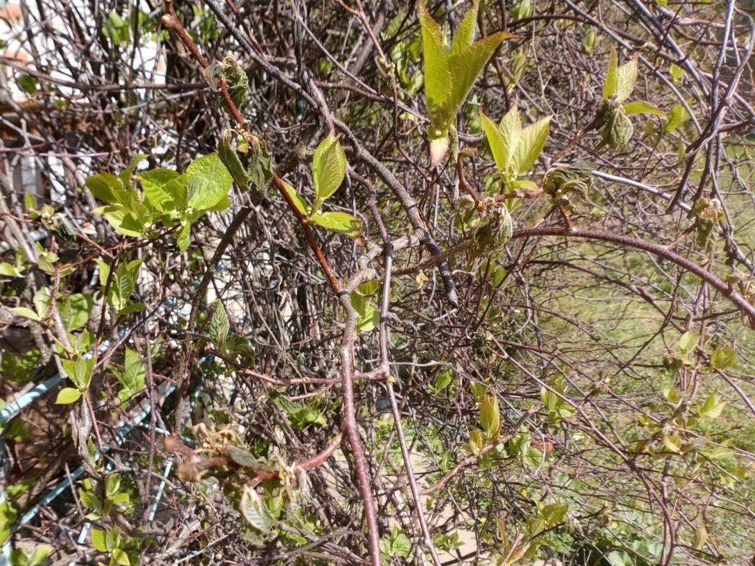 Много пожухших листочков и цветоносов