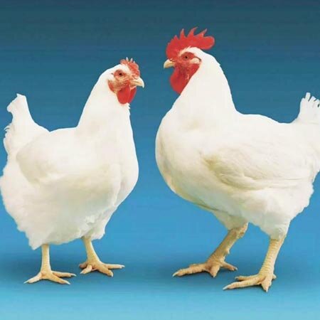 Бройлер РОСС-308. Изображение взято с сайта, где мы заказывали инкубационное яйцо. https://incubatorvsem.ru/yaytso_inkubatsionnoie