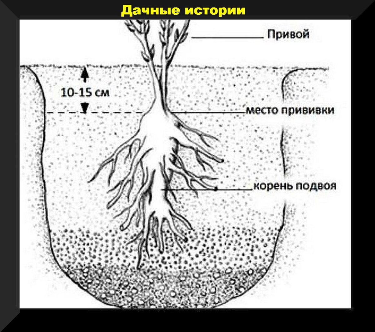 Схема посадки пионов в ряды