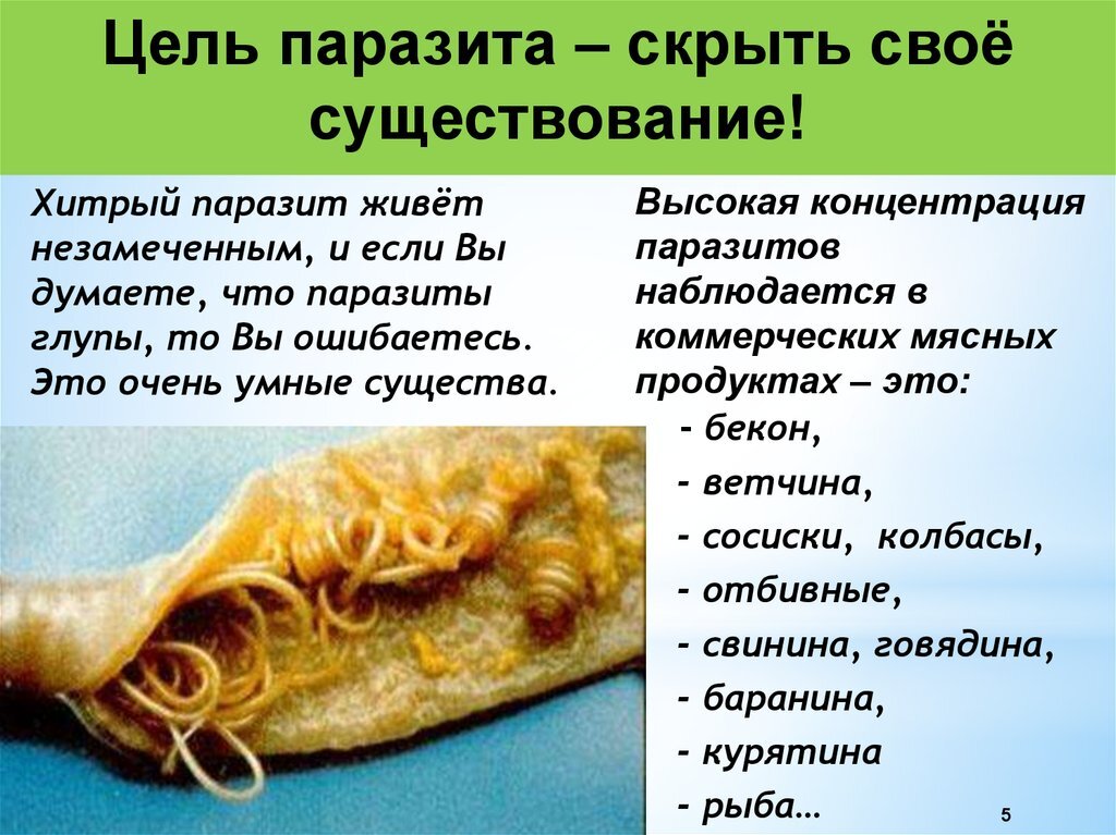 Паразиты живущие в организме человека картинки