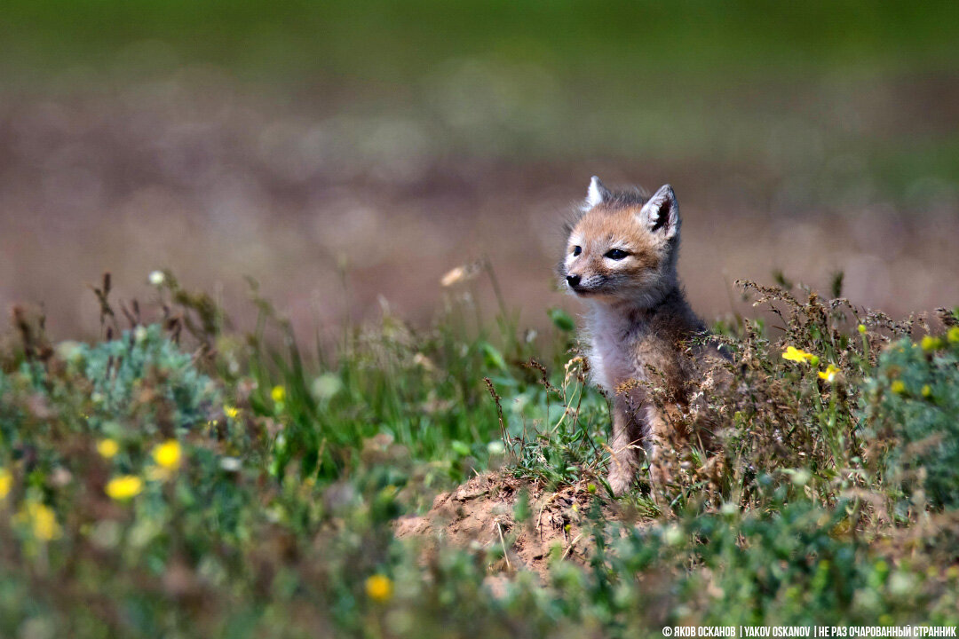 Нашёл в степи нору, решил посидеть посмотреть, кто в ней живёт. Очень ...