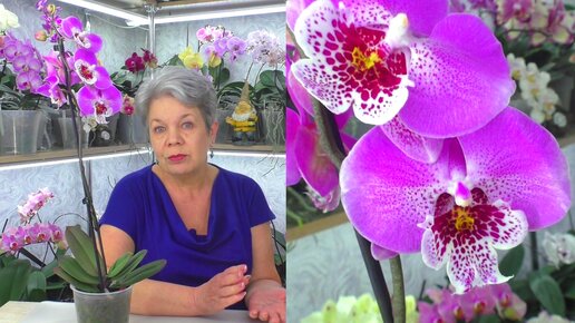 Как правильно выбрать и купить здоровую орхидею Фаленопсис в магазине?