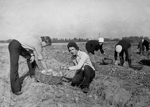      Студенты на сборе картофеля
