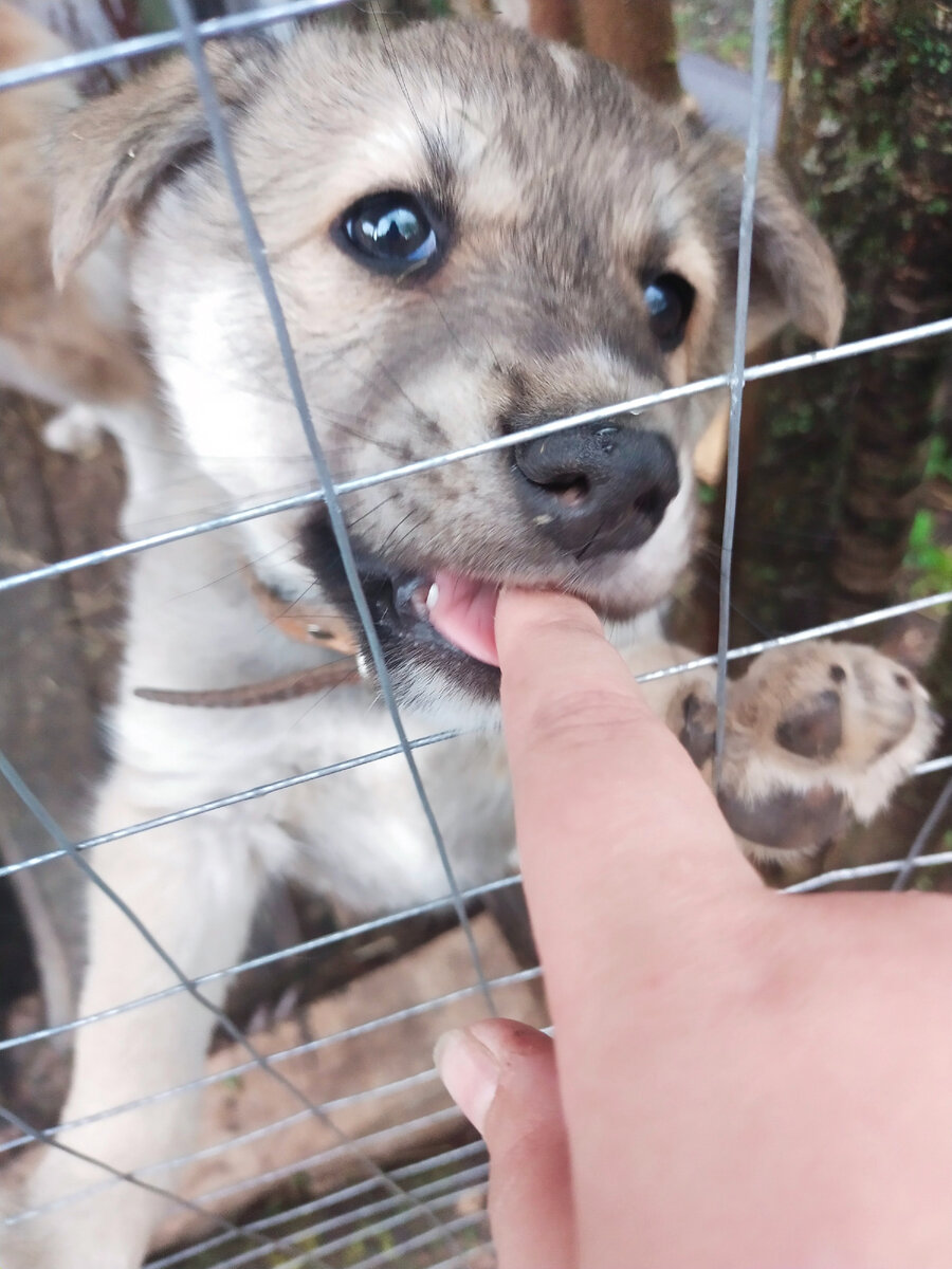 Лаки спокойно делает кусь ♥️🐶🐾