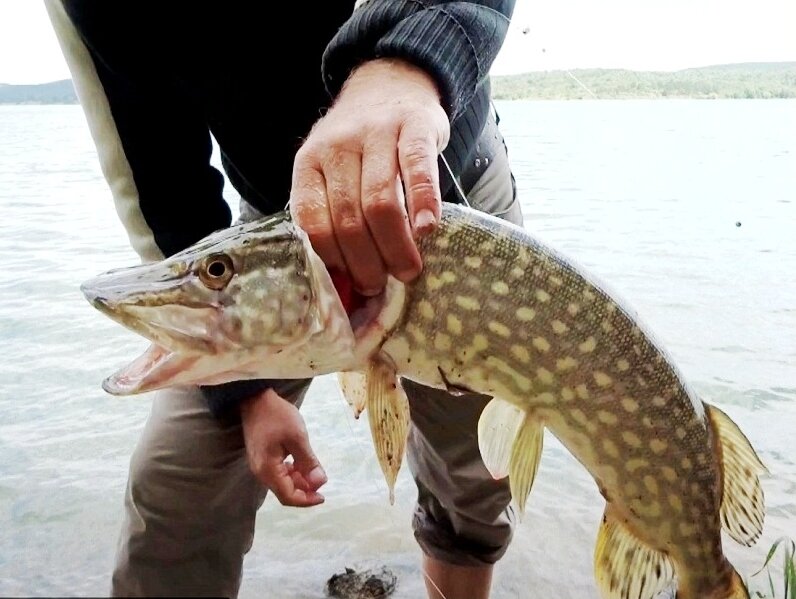 Щука на "резинку"