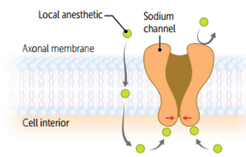 Механизм действия местных анестетиков.