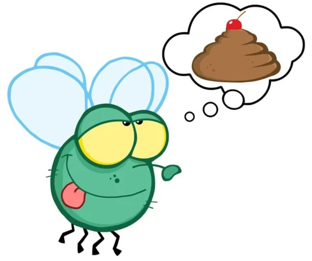 картинка мухи и кучи взята из интернета