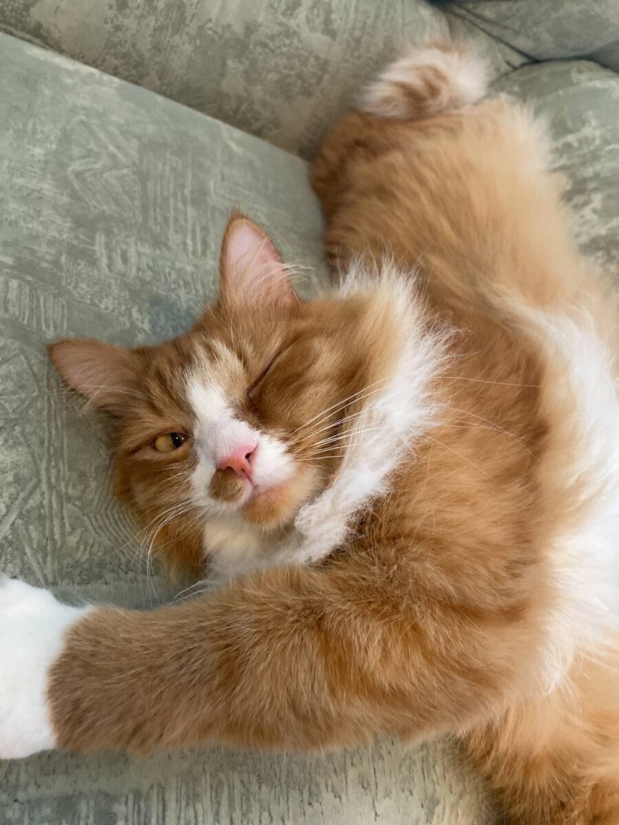 Зевс явно не настороен заниматься ни летом, ни когда бы то ни было еще. Но мы-то не коты)))