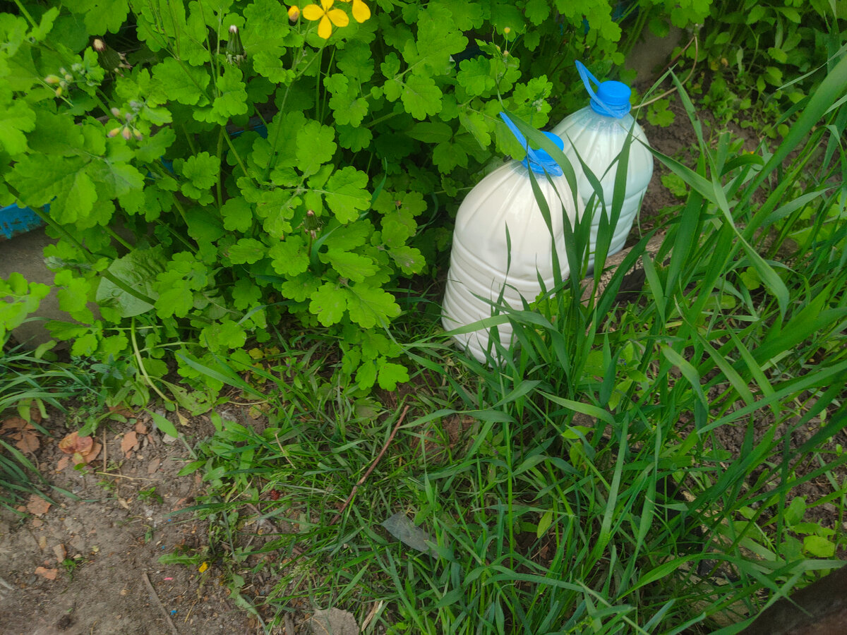 Бутылки с молоком в ожидании 
