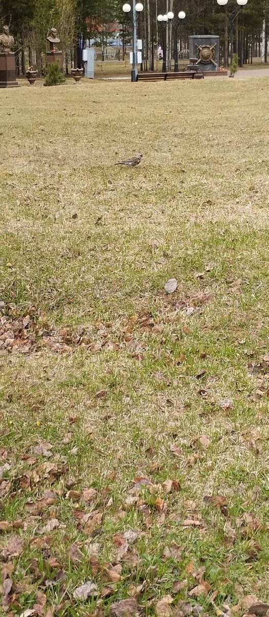 Даже не знаю, что за птица. Прилетают весной и осенью, так красиво и весело щебечут. Сидят стайками на деревьях и поююют. 