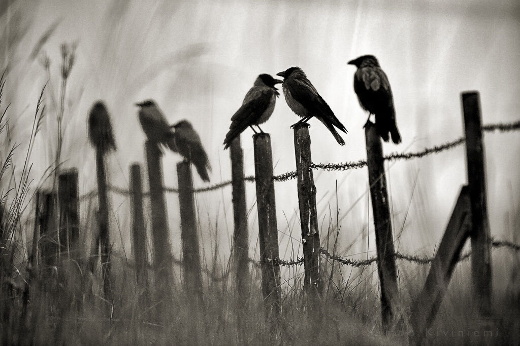 просто вороны