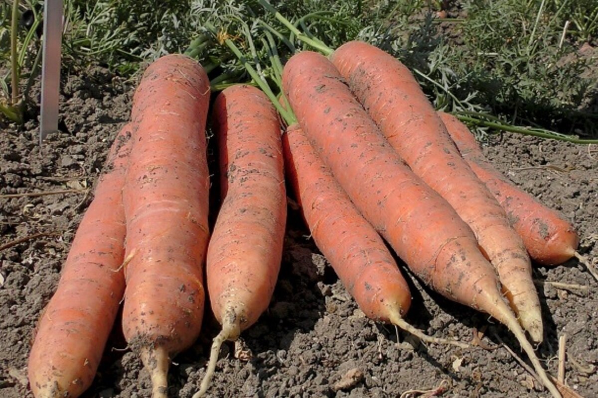 Преимущества моркови для организма